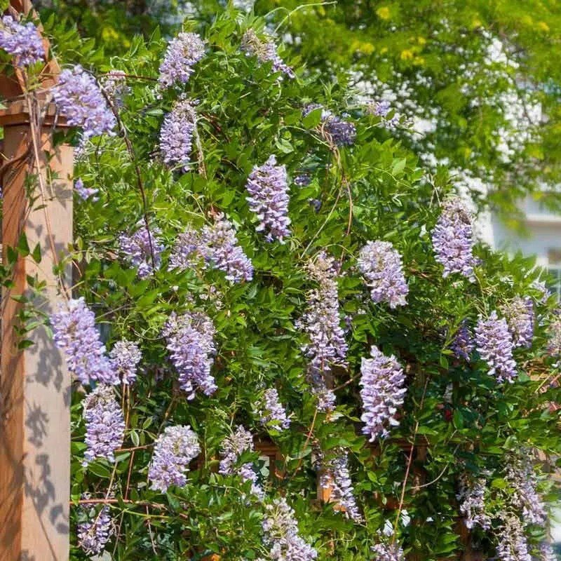 5 Summer Cascade Wisteria Seeds Vine Climbing Flower