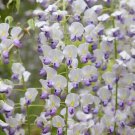5 Japanese Wisteria Seeds Vine Climbing Flower