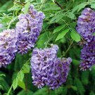 25 Amethyst Falls Lilac Seeds Fresh Flowers