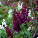 25 Wine Lilac Seeds Fresh Flowers