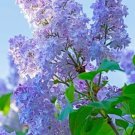 25 Thistle Lilac Seeds Fresh Flowers