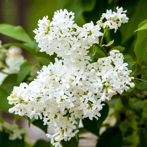 25 Snowy Beach Lilac Seeds Fresh Flowers