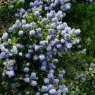 25 Skyland Lilac Seeds Fresh Flowers