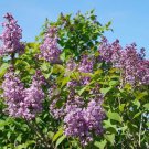 25 Double Blue Lilac Seeds Fresh Flowers