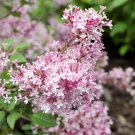 25 Scent Sensibility Lilac Seeds Fresh Flowers