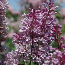 25 Royality Lilac Seeds Fresh Flowers
