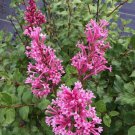 25 Rouge Lilac Seeds Fresh Flowers