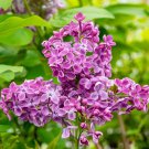 25 Rosie Beach Lilac Seeds Fresh Flowers