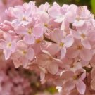 25 Rose Lilac Seeds Fresh Flowers