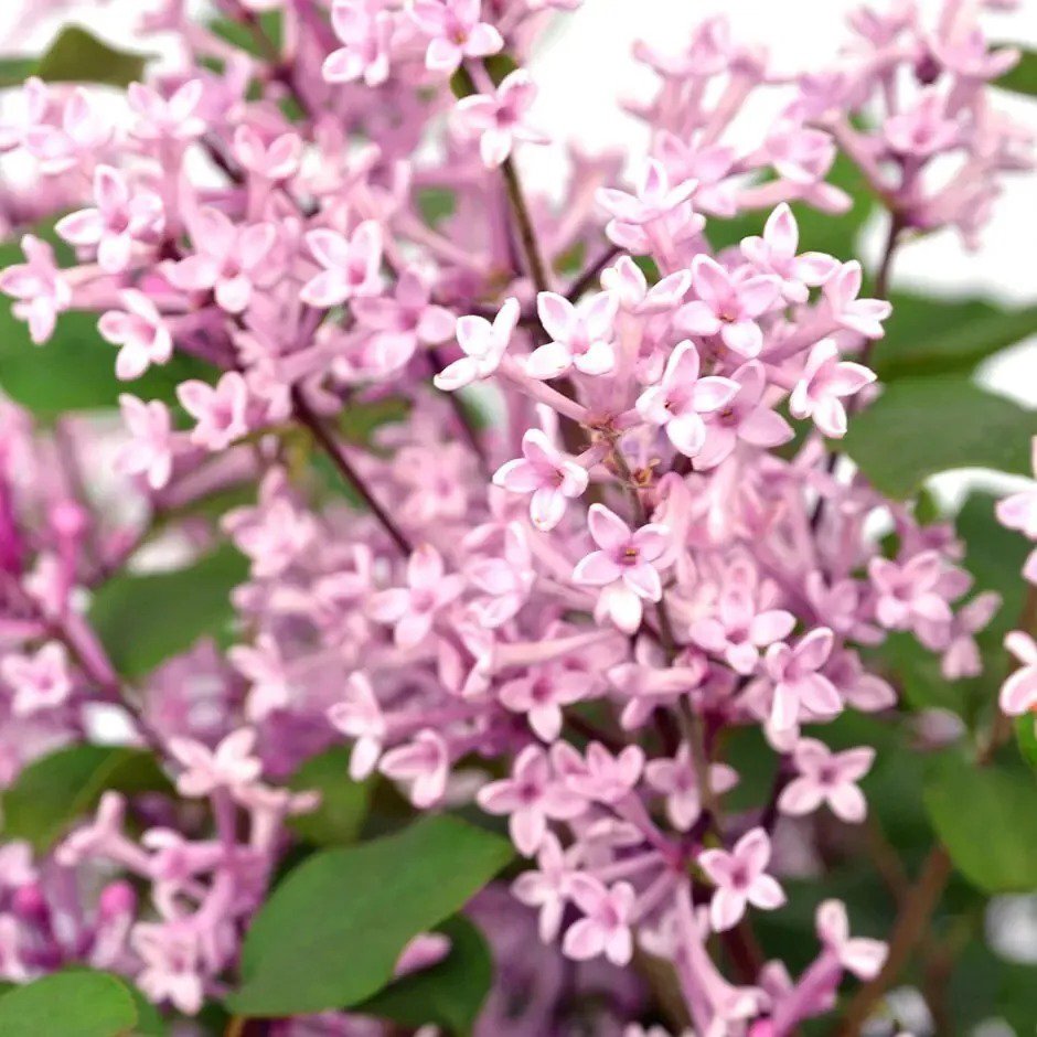 25 Pink Perfume Lilac Seeds Fresh Flowers