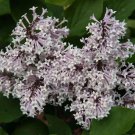 25 Miss Kim Lilac Seeds Fresh Flowers