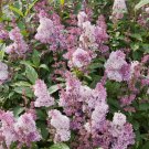 25 Minuet Lilac Seeds Fresh Flowers
