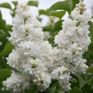 25 Madame Lemoin Lilac Seeds Fresh Flowers