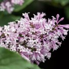 25 Little Lady Lilac Seeds Fresh Flowers