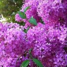 25 French Violet Lilac Seeds Fresh Flowers