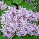 25 Edward Gardne Lilac Seeds Fresh Flowers