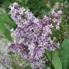 25 Donald Wyman Lilac Seeds Fresh Flowers