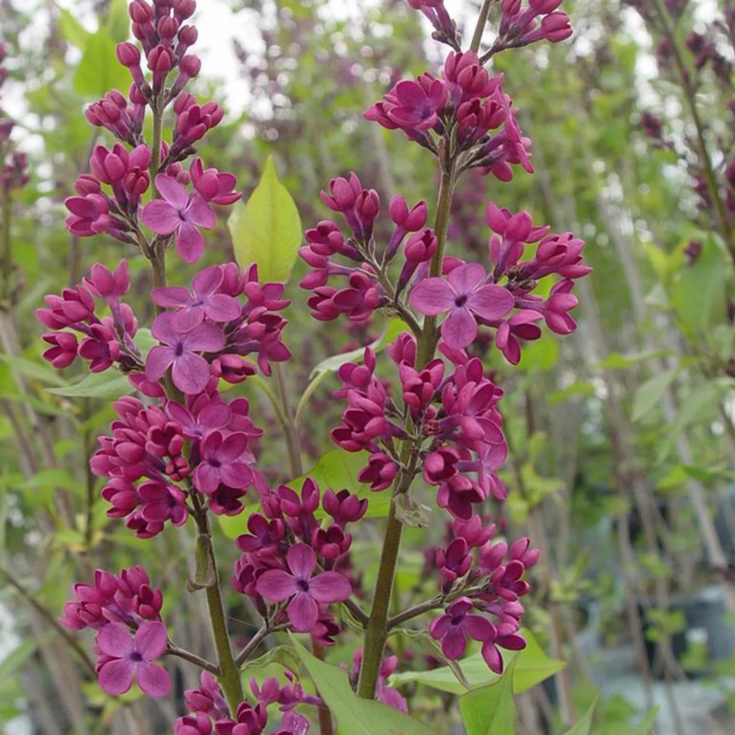 25 Declaration Lilac Seeds Fresh Flowers