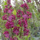25 Declaration Lilac Seeds Fresh Flowers