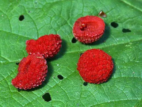 Rubus Parviflorus Thimbleberry Redcaps Brambles 10 Seeds