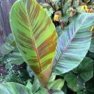Musa Sikkimensis Red Tiger Darjeeling Banana 'Red Tiger' 10 Seeds