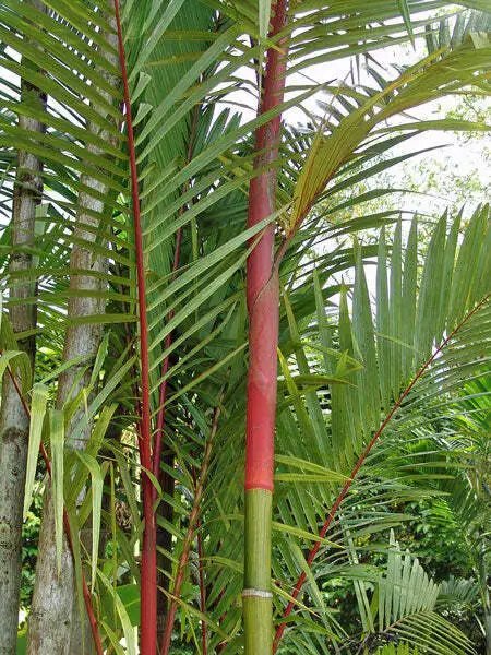 Cyrtostachys Renda Red Sealing Wax Palm Lipstick Palm 20 Seeds