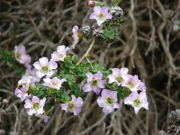 Leptospermum Rotundifolium Manning'S Choice Round-Leaf Tea-Tree 10 Seeds