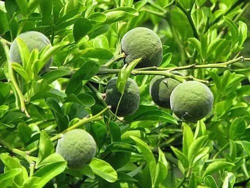 Citrus Trifoliata Flying Dragon Bitter Orange 10 Seeds