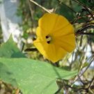 Ipomoea Obscura V. Ethiopia 10 Seeds