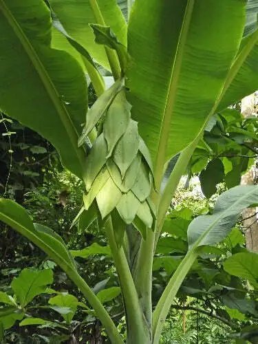 Ensete Glaucum Snow Banana False Banana 5 Seeds