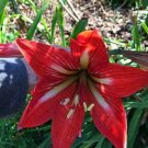 Hippeastrum Amaryllis Stargazer 5 Seeds