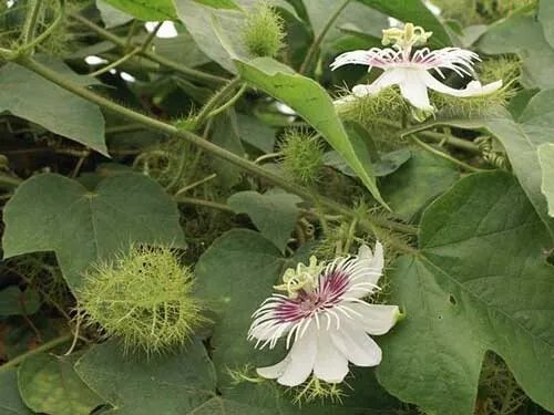 Passiflora Foetida Running Pop Stinking Passion Flower 20 Seeds
