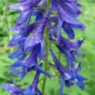 Delphinium Barbeyi Subalpine Or Barbey'S Larkspur 5 Seeds