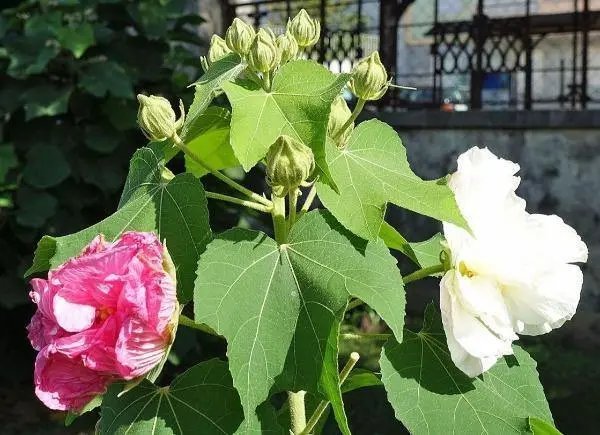 Hibiscus Mutabilis Double Cotton Rose 100 Seeds