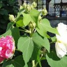 Hibiscus Mutabilis Double Cotton Rose 100 Seeds