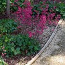 Heuchera Sanguinea V. Pulchra Coral Bells New Mexican Coralbells 20 Seeds