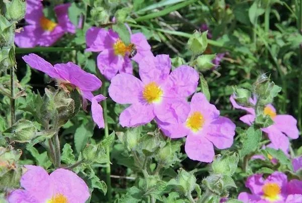 Cistus Creticus Rock Rose Cretan Rockrose Hoary Rock-Rose 50 Seeds