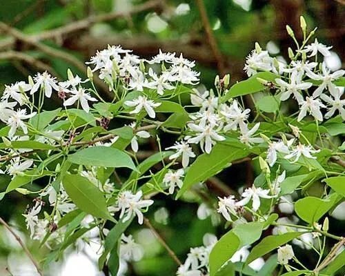 Wrightia Tinctoria Pala Indigo Plant Sweet Indrajao 50 Seeds