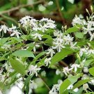 Wrightia Tinctoria Pala Indigo Plant Sweet Indrajao 50 Seeds