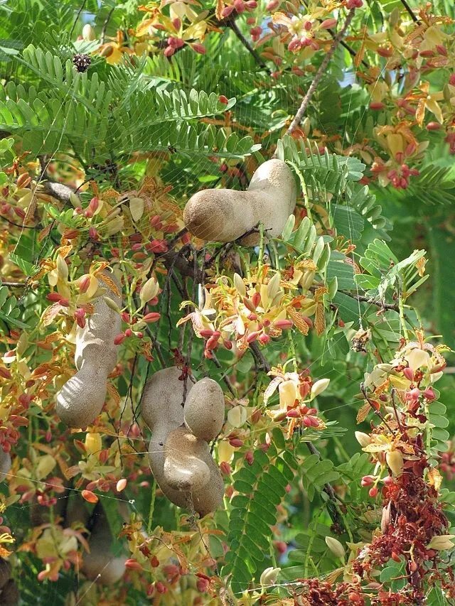 Tamarindus Indica Tamarind 5 Seeds