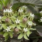 Asclepias Oenotheroides Zizotes Milkweed Longhorn Milkweed 5 Seeds