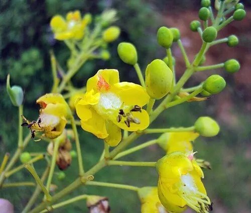 Caesalpinia Sappan Sappanwood Brazilwood 5 Seeds