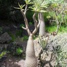 Pachypodium Geayi Elephant'S Foot Madagascar Palm 10 Seeds