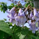 Paulownia Tomentosa Empress Or Princess Tree 50 Seeds