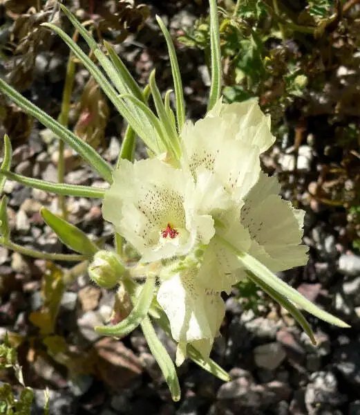Mohavea Confertiflora The Ghost Flower 10 Seeds