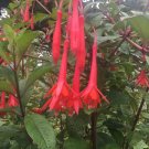Fuchsia Fanfare Fanfare Fuchsia 10 Seeds