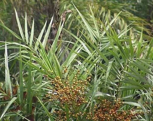 Phoenix Paludosa Mangrove Date Palm 5 Seeds