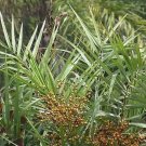 Phoenix Paludosa Mangrove Date Palm 5 Seeds