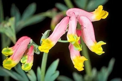Corydalis Sempervirens Pale Corydalis 50 Seeds