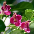 Vitex Lucens Puriri New Zealand Chaste Tree Rare 5 Seeds